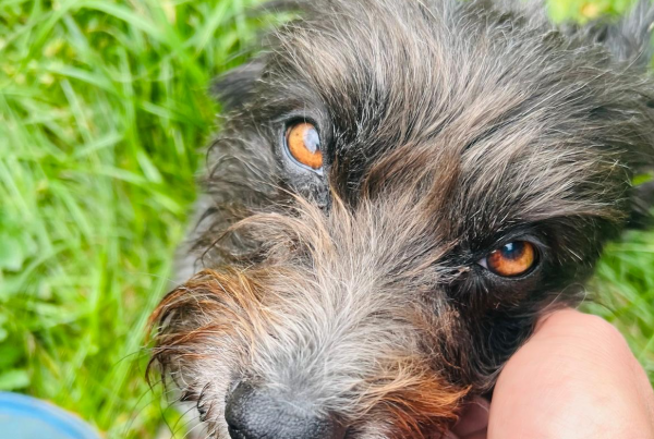 Llamada de Buck educacion canina perros senior