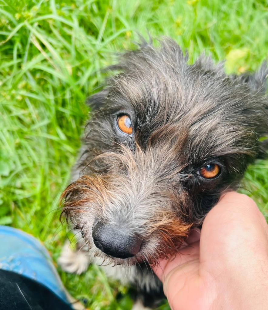 Llamada de Buck educacion canina perros senior