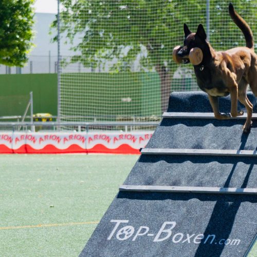 RSCE deporte canino