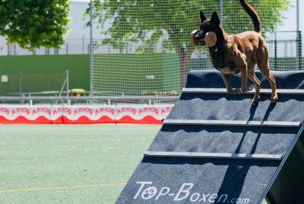 RSCE deporte canino