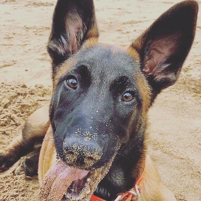 educacion malinois cachorro