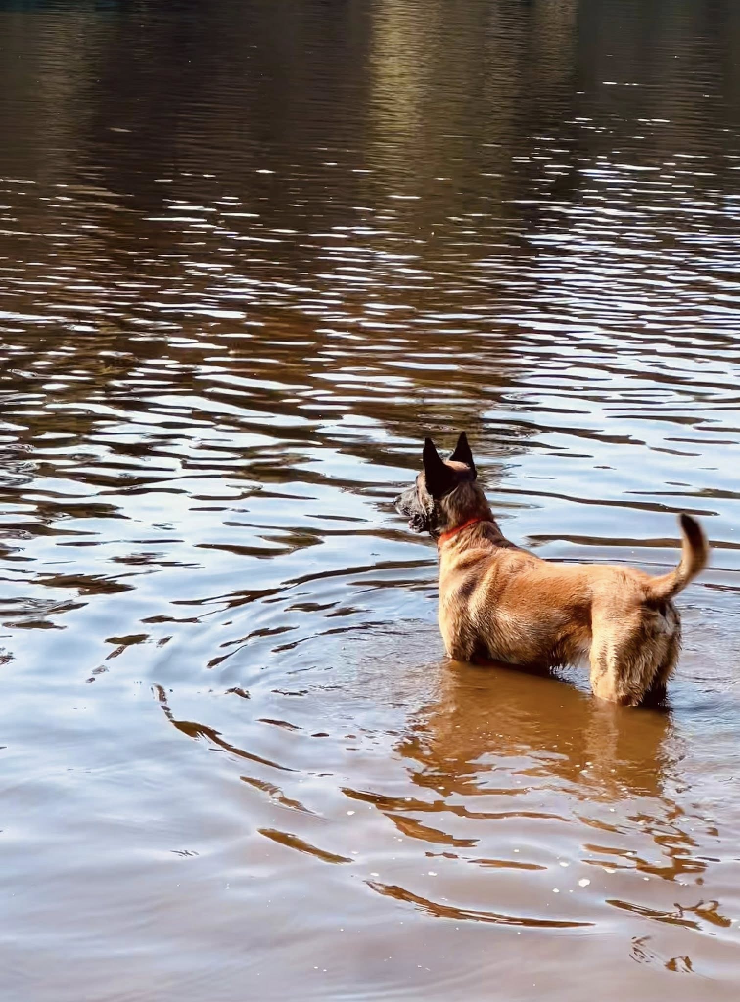 El lenguaje de los perros: Más allá de las palabras