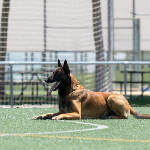 deporte canino bizkaia
