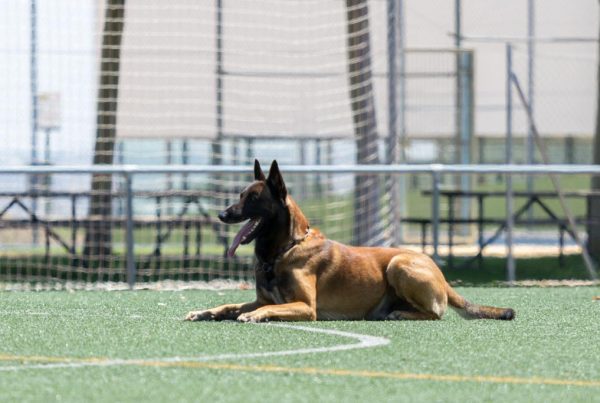 deporte canino bizkaia