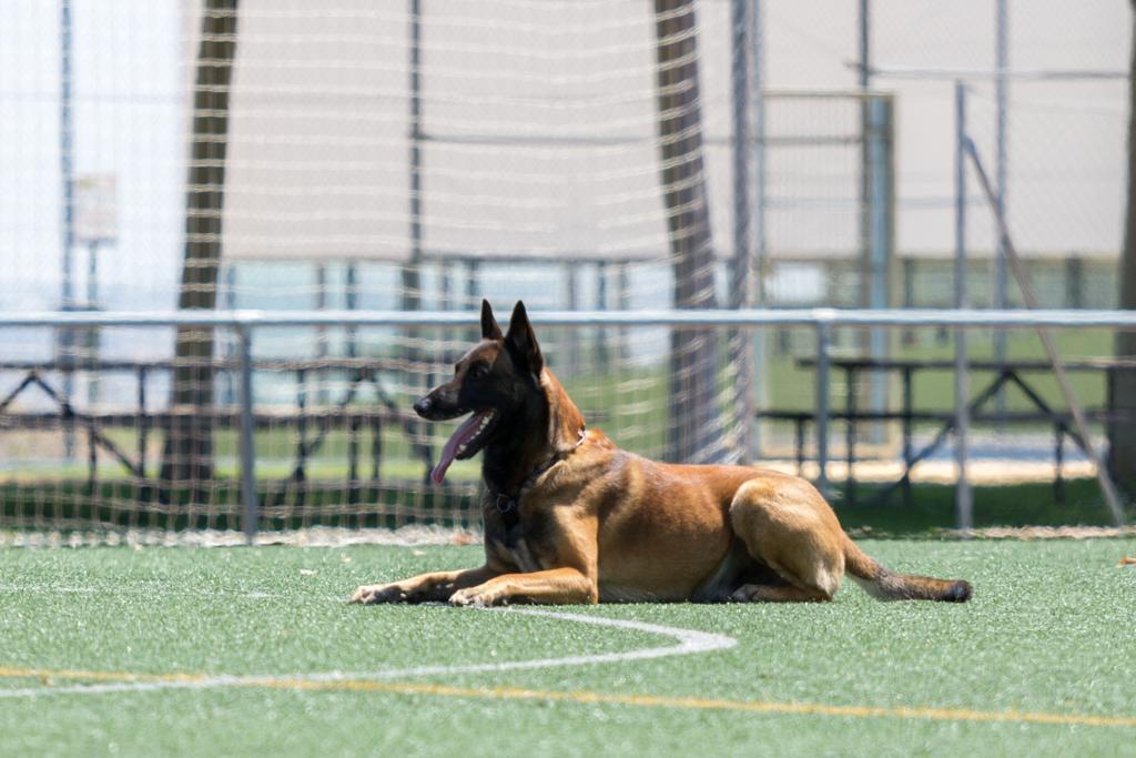 deporte canino bizkaia