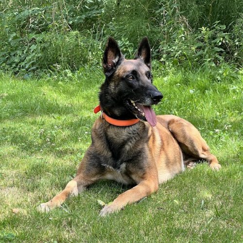 como es el malinois