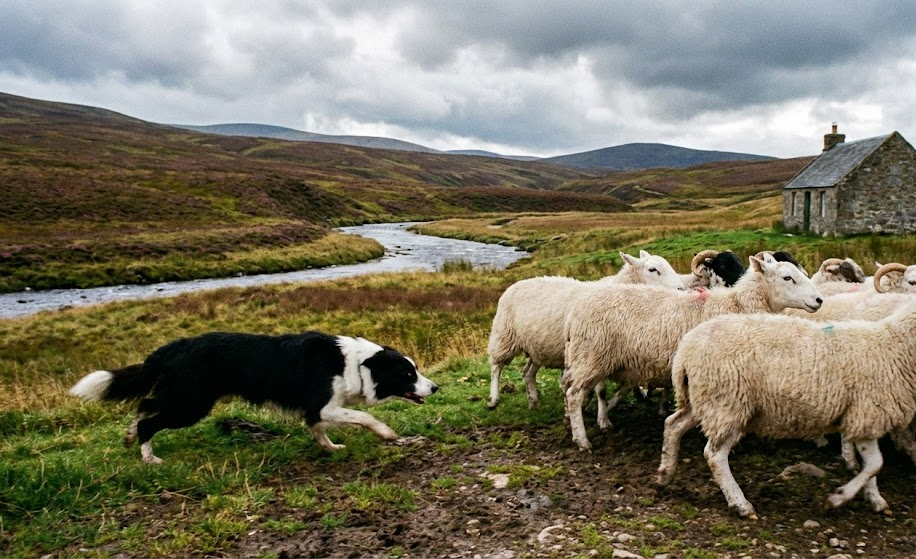 El border collie y el pastoreo con Daniel Illescas