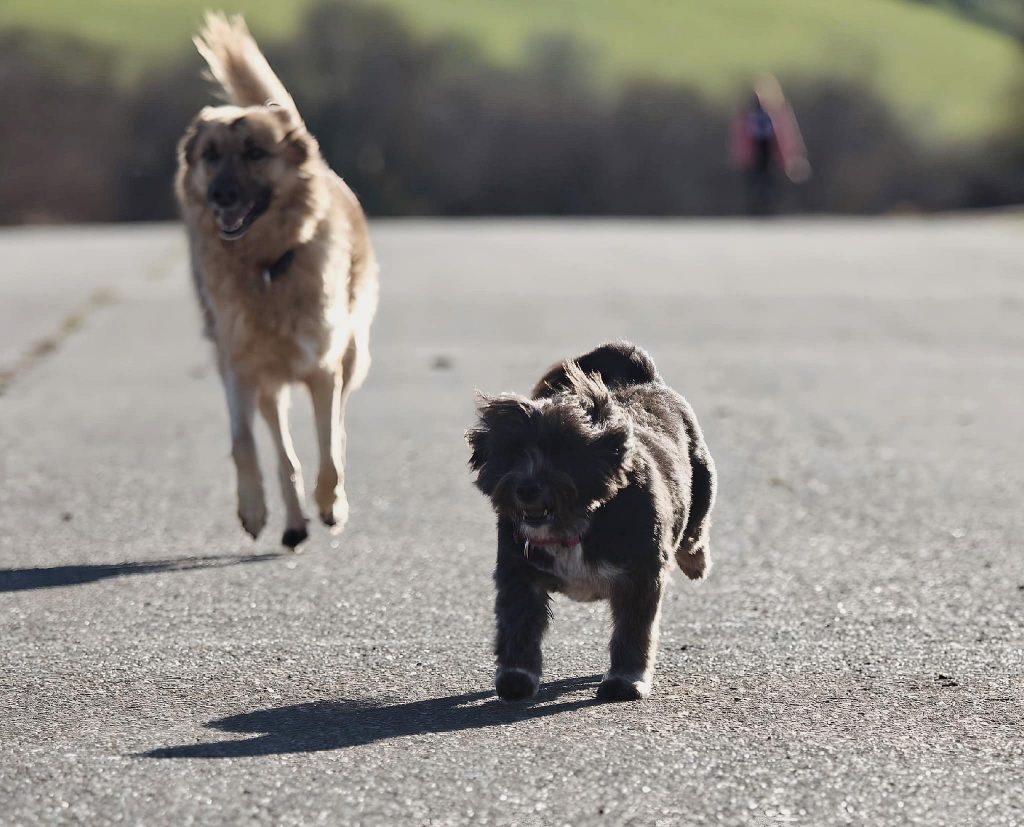 equipo llamada de buck