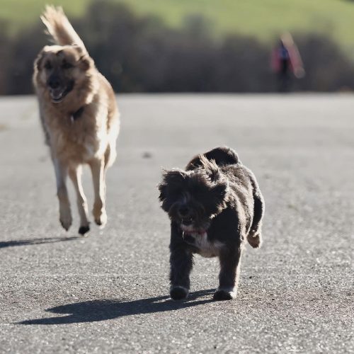 StPr olfato canino