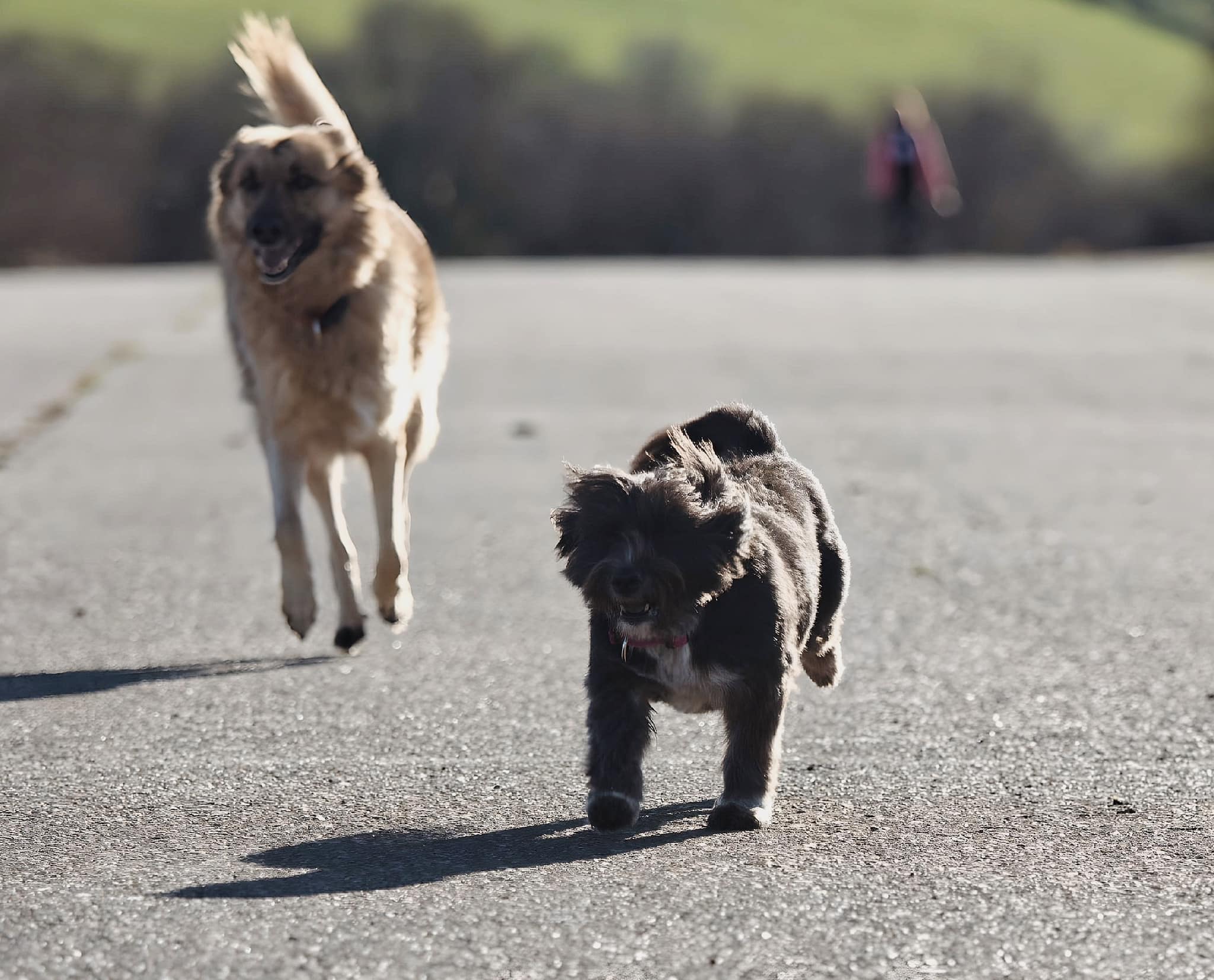 El juego con tu perro, esa cosa tan seria
