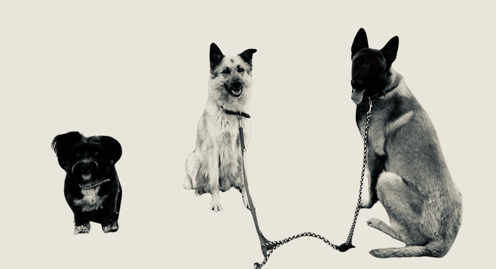 FAQs Llamada de Buck